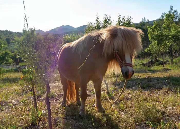 Pet Friendly In Čara